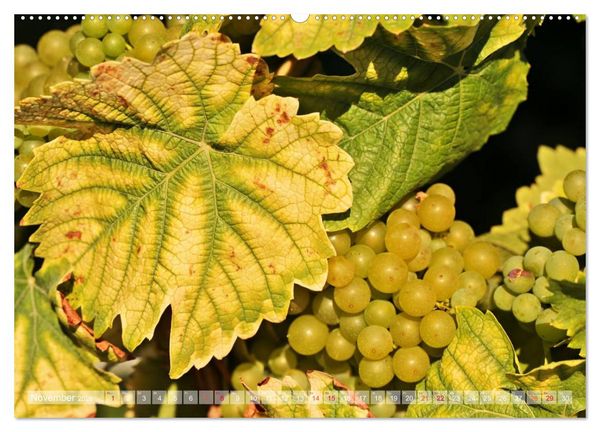 Produktbild: Wein- und Rebsorten aus Rheinland-Pfalz (hochwertiger Premium Wandkalender 2026 DIN A2 quer), Kunstdruck in Hochglanz