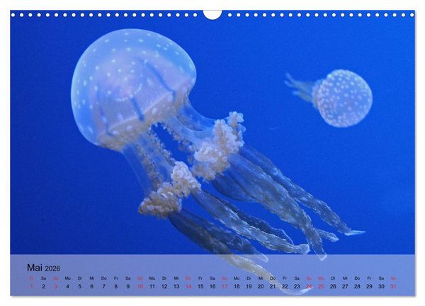 Produktbild: Quallen. Die Welt der Medusen (Wandkalender 2026 DIN A3 quer), CALVENDO Monatskalender