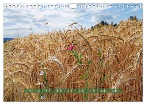 Produktbild: Feldansichten (Wandkalender 2027 DIN A4 quer), CALVENDO Monatskalender
