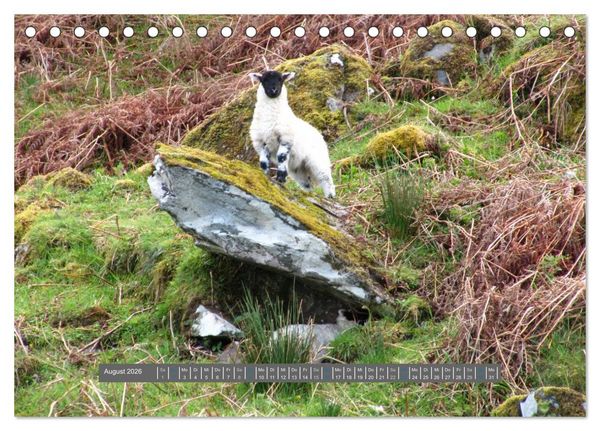Produktbild: Schottlands Highland Schafe (Tischkalender 2026 DIN A5 quer), CALVENDO Monatskalender