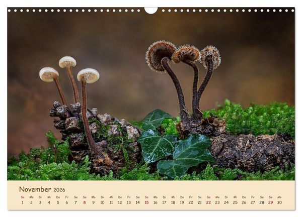 Produktbild: Pilzgalerie - Eindrucksvolle Aufnahmen von unseren heimischen Pilzen (Wandkalender 2026 DIN A3 quer), CALVENDO Monatskalender