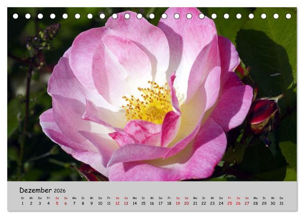 Produktbild: Blumen &uuml;berall, zur Freude Menschen (Tischkalender 2026 DIN A5 quer), CALVENDO Monatskalender