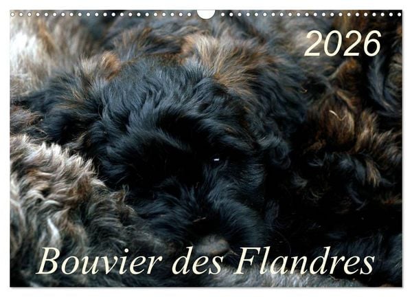 Produktbild: Bouvier des Flandres (Wandkalender 2026 DIN A3 quer), CALVENDO Monatskalender