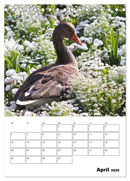 Produktbild: G&auml;nse, geliebte Wasserv&ouml;gel (Tischkalender 2026 DIN A5 hoch), CALVENDO Monatskalender