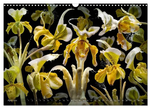 Produktbild: Flora miracula - Die wundersame Welt des Fotografen Olaf Bruhn (Wandkalender 2026 DIN A3 quer), CALVENDO Monatskalender