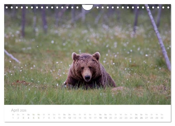 Produktbild: Braunb&auml;ren - pelzige Riesen in Finnlands W&auml;ldern (Wandkalender 2026 DIN A4 quer), CALVENDO Monatskalender