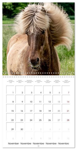 Produktbild: Charming Icelandic Horses (Wall Calendar 2027 12 &times; 12 Inch) CALVENDO 12 Month Wall Calendar