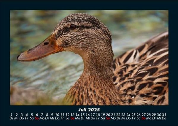 Produktbild: Enten 2025 Fotokalender DIN A5