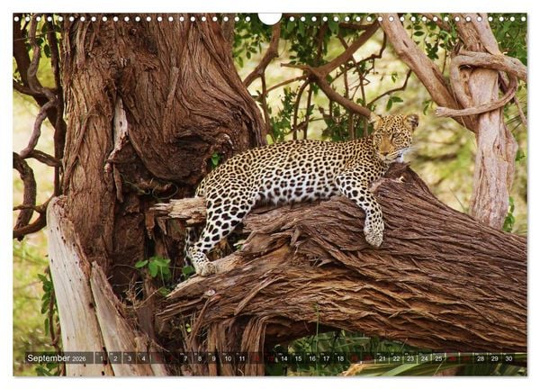 Produktbild: Afrika - Zauber der Wildnis (Wandkalender 2026 DIN A3 quer), CALVENDO Monatskalender