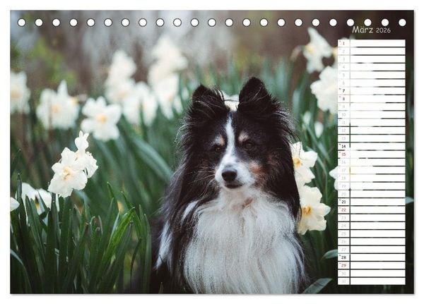 Produktbild: Shetland Sheepdogs Blacky, Anry, Mojo 2026 (Tischkalender 2026 DIN A5 quer), CALVENDO Monatskalender