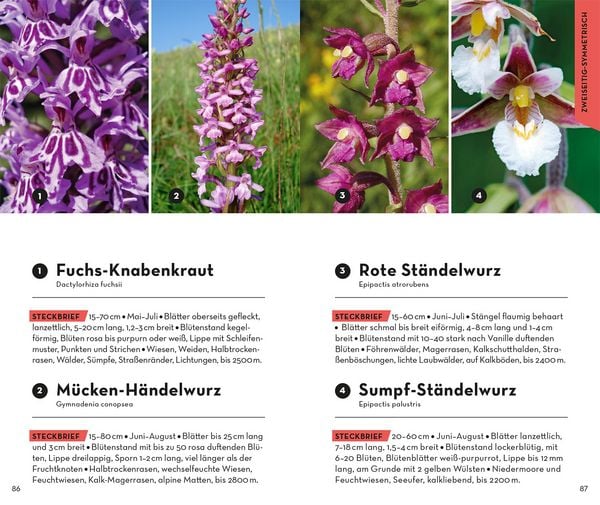 Produktbild: Basic Alpenblumen
