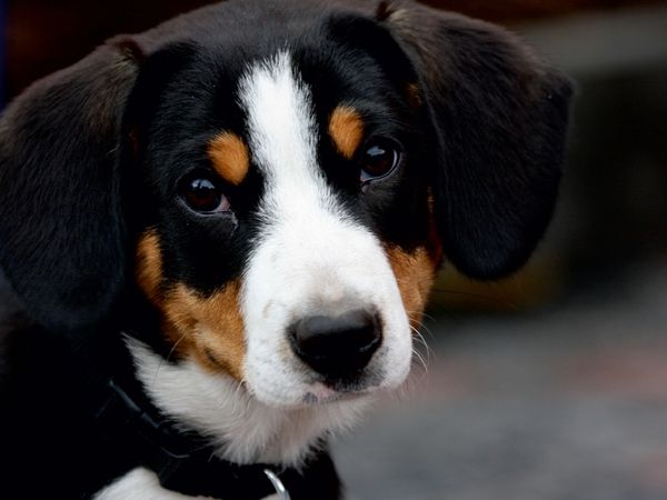 Produktbild: CALVENDO Puzzle Hund | 1000 Teile Lege-Gr&ouml;&szlig;e 64x48cm Foto-Puzzle f&uuml;r gl&uuml;ckliche Stunden