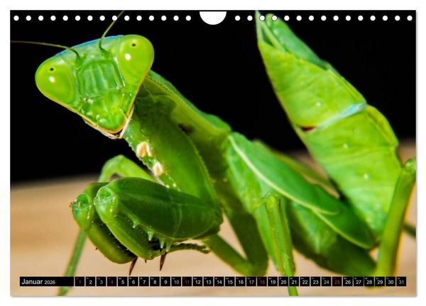 Produktbild: Insekten &bull; Bizarre Naturwunder (Wandkalender 2026 DIN A4 quer), CALVENDO Monatskalender