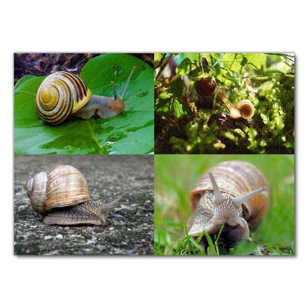 Produktbild: Lais Puzzle Collage Schnecke 1000 Teile