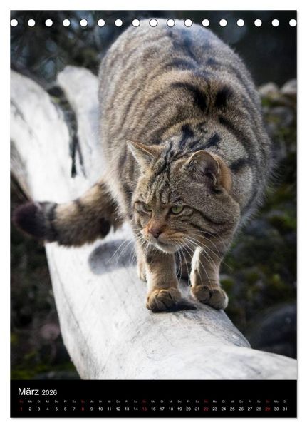 Produktbild: Wildkatzen - scheue J&auml;ger (Tischkalender 2026 DIN A5 hoch), CALVENDO Monatskalender
