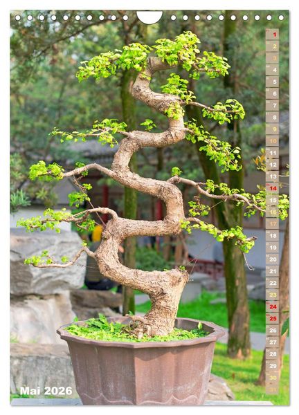 Produktbild: Bonsai: Gartenkunst im Kleinen (Wandkalender 2026 DIN A4 hoch), CALVENDO Monatskalender