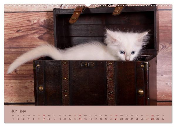 Produktbild: Verspielte Ragdolls - Sanfte Katzen in seidigem Haarkleid (Wandkalender 2026 DIN A2 quer), CALVENDO Monatskalender