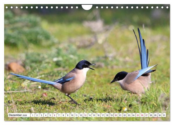 Produktbild: V&ouml;gel in der Extremadura (Wandkalender 2026 DIN A4 quer), CALVENDO Monatskalender