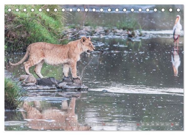 Produktbild: L&ouml;wen - Raubkatzen Afrikas (Tischkalender 2026 DIN A5 quer), CALVENDO Monatskalender
