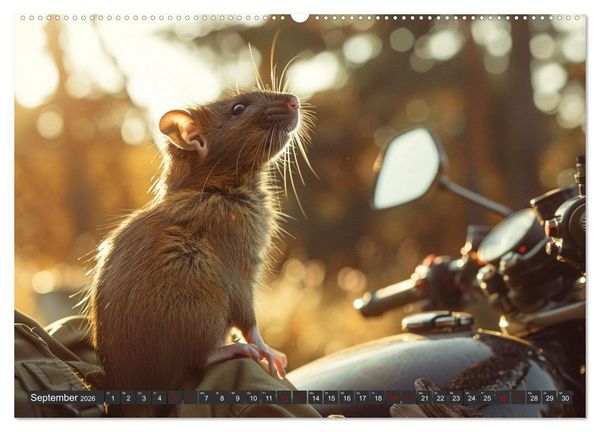 Produktbild: Mein bester Kumpel ist eine Ratte (Wandkalender 2026 DIN A2 quer), CALVENDO Monatskalender