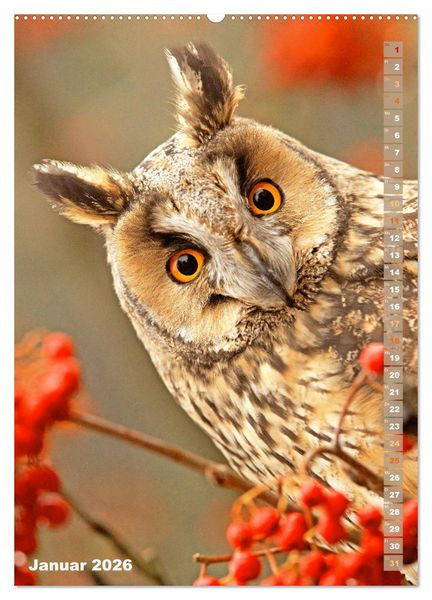 Produktbild: Eulen: In die Augen geschaut (hochwertiger Premium Wandkalender 2026 DIN A2 hoch), Kunstdruck in Hochglanz