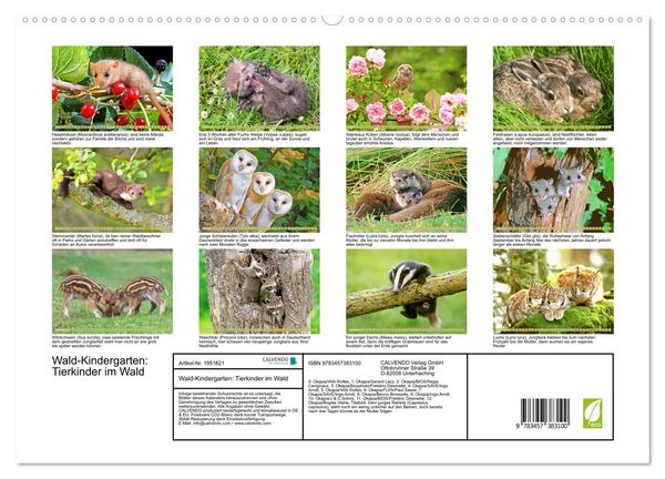 Produktbild: Wald-Kindergarten: Tierkinder im Wald (hochwertiger Premium Wandkalender 2026 DIN A2 quer), Kunstdruck in Hochglanz