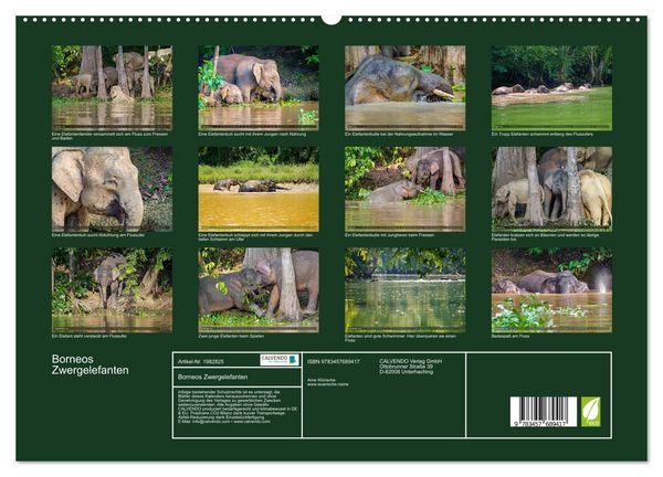 Produktbild: Borneos Zwergelefanten (hochwertiger Premium Wandkalender 2026 DIN A2 quer), Kunstdruck in Hochglanz