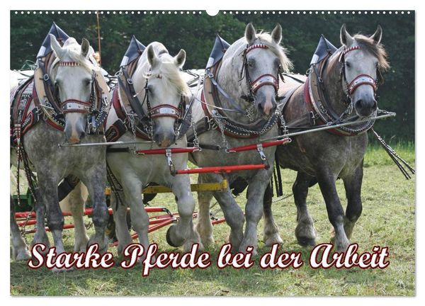 Produktbild: Starke Pferde bei der Arbeit (Wandkalender 2026 DIN A2 quer), CALVENDO Monatskalender