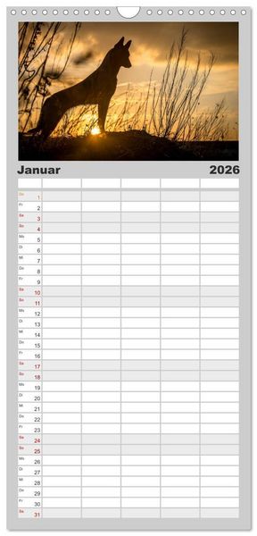 Produktbild: Familienplaner 2026 - Belgische Sch&auml;ferhunde - Der Malinois im Licht mit 5 Spalten (Wandkalender, 21 x 45 cm) CALVENDO