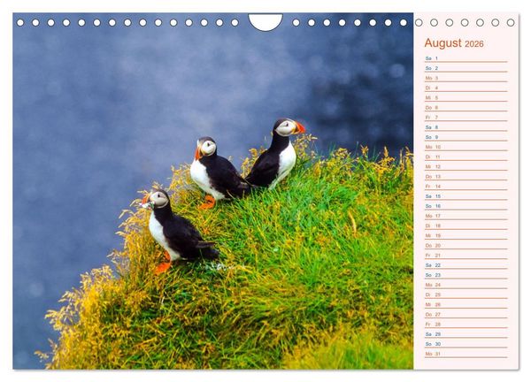 Produktbild: Papageitaucher auf Island (Wandkalender 2026 DIN A4 quer), CALVENDO Monatskalender
