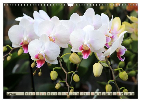Produktbild: Beliebte Orchideen (Wandkalender 2026 DIN A3 quer), CALVENDO Monatskalender