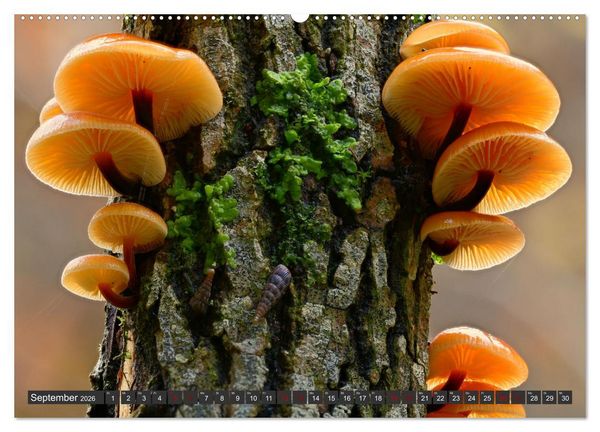 Produktbild: Natursch&auml;tze der S&uuml;dwestalb (hochwertiger Premium Wandkalender 2026 DIN A2 quer), Kunstdruck in Hochglanz