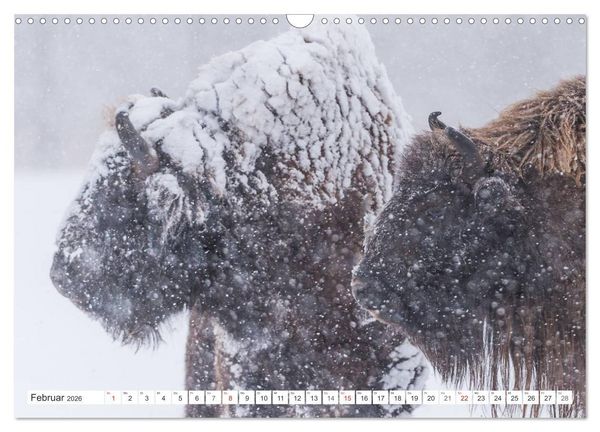 Produktbild: Emotionale Momente: Der Wisent. (Wandkalender 2026 DIN A3 quer), CALVENDO Monatskalender