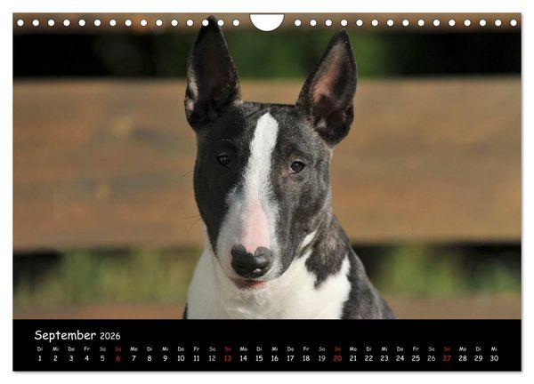Produktbild: Bullterrier (Wandkalender 2026 DIN A4 quer), CALVENDO Monatskalender
