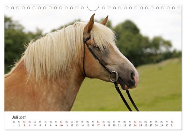 Produktbild: Haflinger - blonde Sch&ouml;nheiten (Wandkalender 2027 DIN A4 quer), CALVENDO Monatskalender