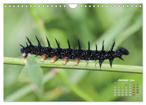 Produktbild: GEOclick Lernkalender: Portr&auml;ts einheimischer Schmetterlinge (Wandkalender 2026 DIN A4 quer), CALVENDO Monatskalender