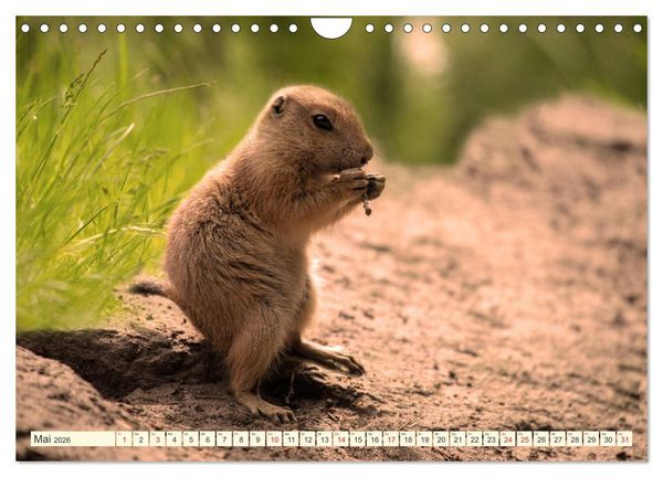Produktbild: Pr&auml;riehunde - s&uuml;&szlig;e S&auml;uger (Wandkalender 2026 DIN A4 quer), CALVENDO Monatskalender