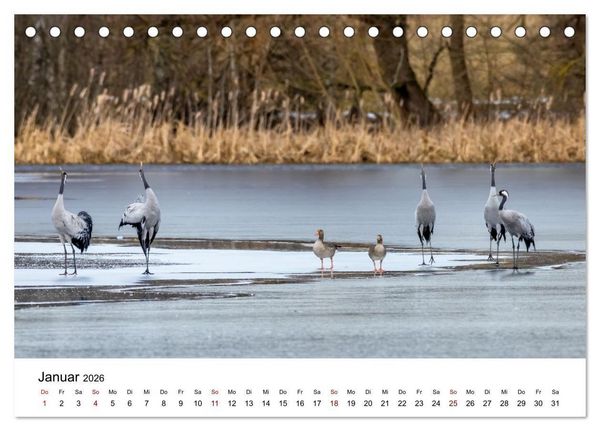 Produktbild: Kraniche im Erzgebirge (Tischkalender 2026 DIN A5 quer), CALVENDO Monatskalender