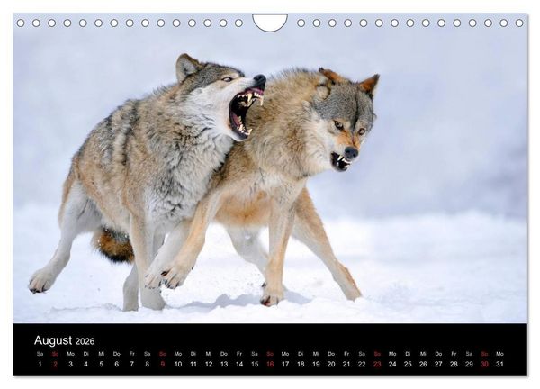 Produktbild: Kanadische W&ouml;lfe im Winter (Wandkalender 2026 DIN A4 quer), CALVENDO Monatskalender
