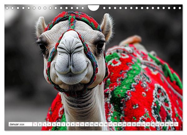 Produktbild: Strick-Pfoten - Flauschige Freunde in gestrickten Meisterwerken (Wandkalender 2026 DIN A4 quer), CALVENDO Monatskalender