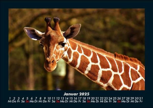 Produktbild: Giraffen 2025 Fotokalender DIN A5