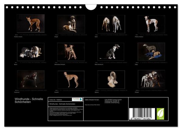 Produktbild: Windhunde - Schnelle Sch&ouml;nheiten (Wandkalender 2026 DIN A4 quer), CALVENDO Monatskalender