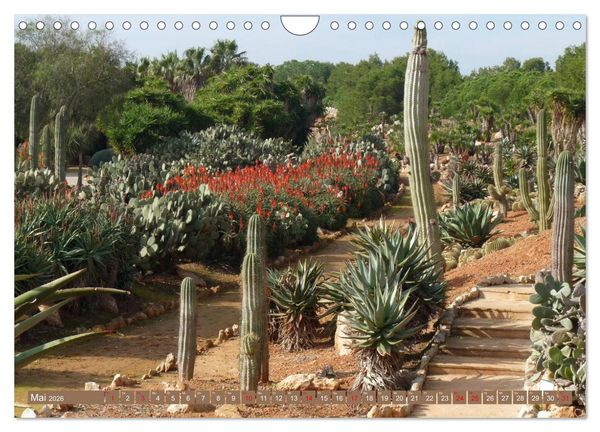 Produktbild: BOTANICACTUS Mallorcas Kakteengarten (Wandkalender 2026 DIN A4 quer), CALVENDO Monatskalender