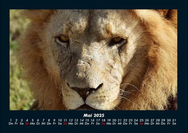 Produktbild: L&ouml;wen in der Wildnis 2025 Fotokalender DIN A4
