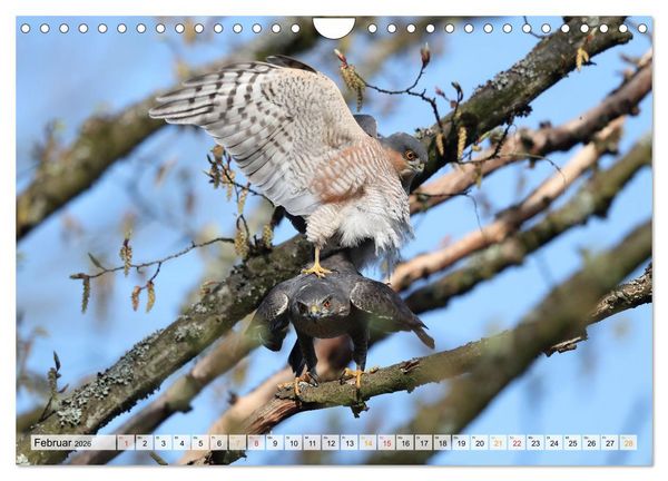 Produktbild: Spitze Krallen und scharfer Blick - Verhalten Sperber (Wandkalender 2026 DIN A4 quer), CALVENDO Monatskalender