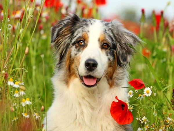 Produktbild: CALVENDO Puzzle Australian Shepherd | 1000 Teile Lege-Gr&ouml;&szlig;e 64x48cm Foto-Puzzle f&uuml;r gl&uuml;ckliche Stunden