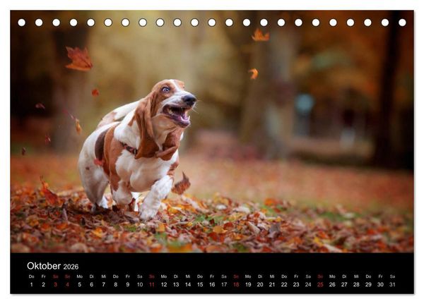 Produktbild: Der Basset, eine LANGE und besondere Liebe (Tischkalender 2026 DIN A5 quer), CALVENDO Monatskalender