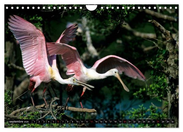 Produktbild: PLUMES L&Eacute;G&Egrave;RES. Oiseaux du Monde (Calendrier mural 2026 DIN A4 vertical), CALVENDO calendrier mensuel
