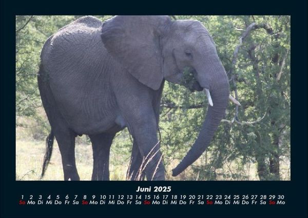 Produktbild: Elefanten - Die sanften Riesen Afrikas 2025 Fotokalender DIN A4
