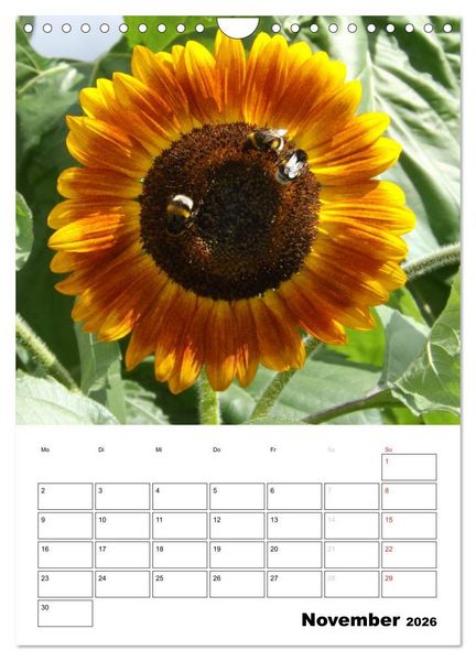 Produktbild: Strahlende Sonnenblumen (Wandkalender 2026 DIN A4 hoch), CALVENDO Monatskalender